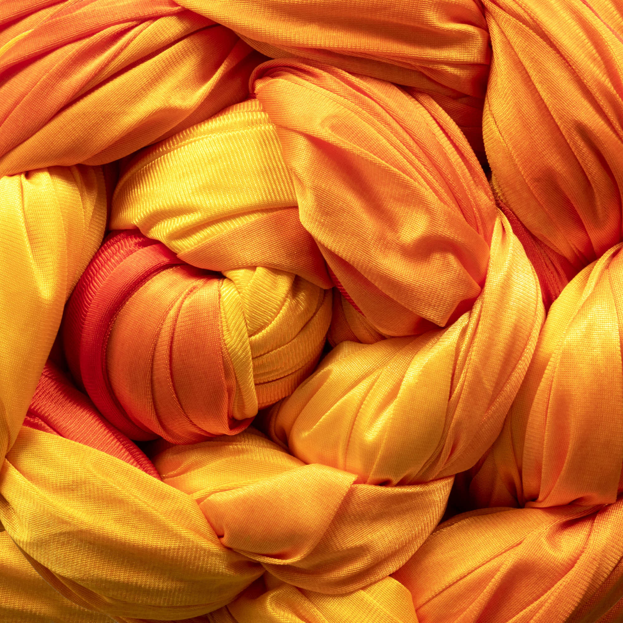 Phoenix rising coiled close up